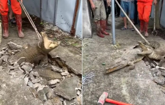 ¡Uay, que “mello”! Tres cocodrilos vivían bajo el suelo de una casa (VÍDEO)
