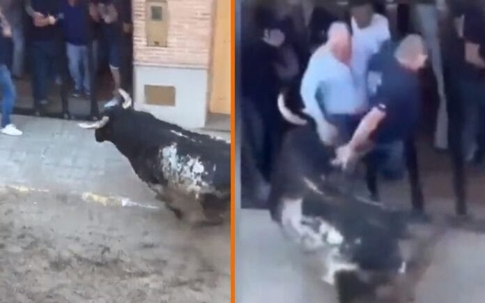 Abuelito pierde la vida tras ser corneado por un toro (VÍDEO)