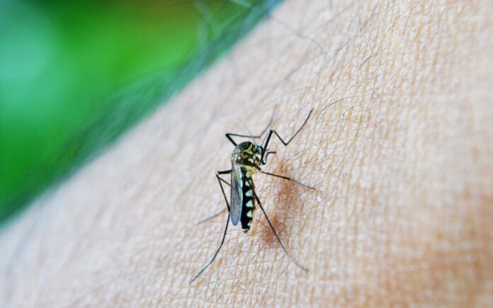 Alerta por Dengue en Yucatán
