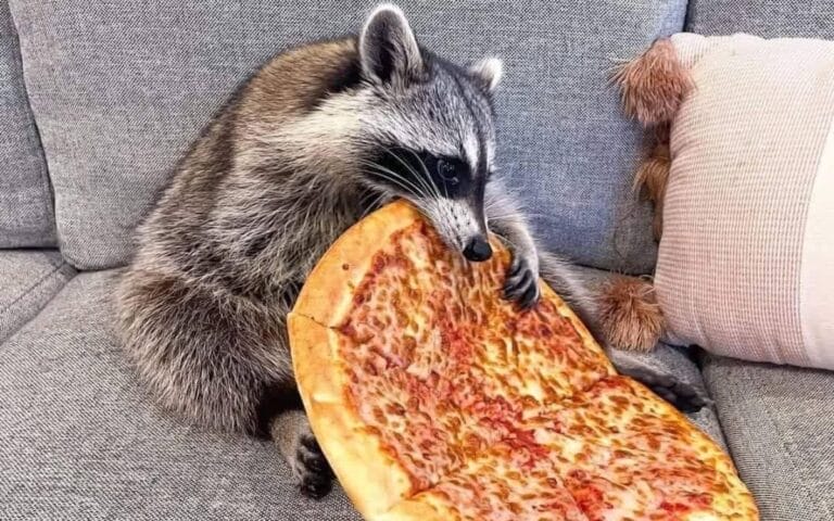 Alimentación de los mapaches