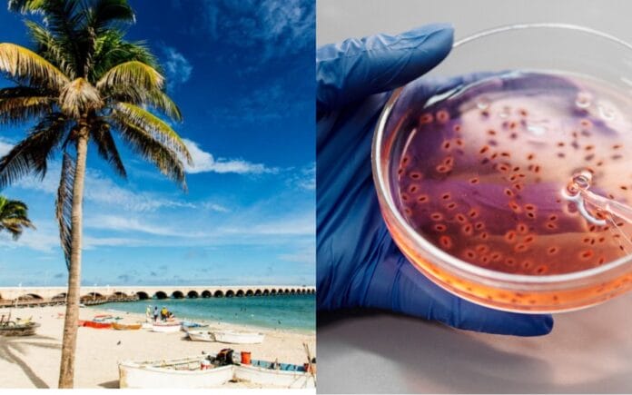 Bacteria come carne en las costas de Yucatán