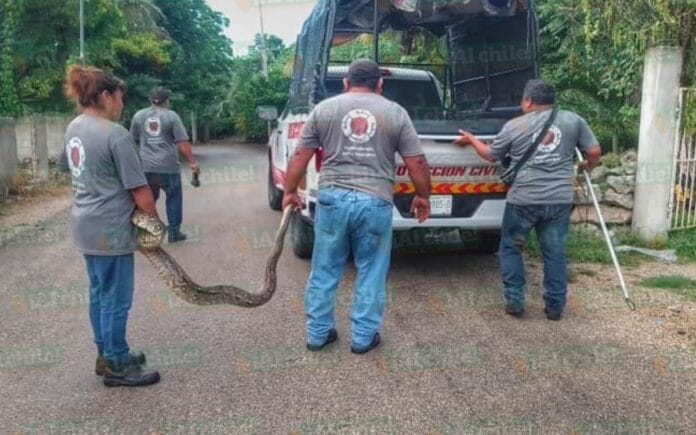Capturan dos serpientes  en Yucatán; una estaba en un gallinero y otra en una escuela