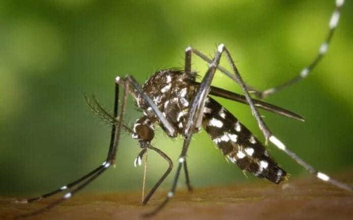 Casos de dengue en Yucatán