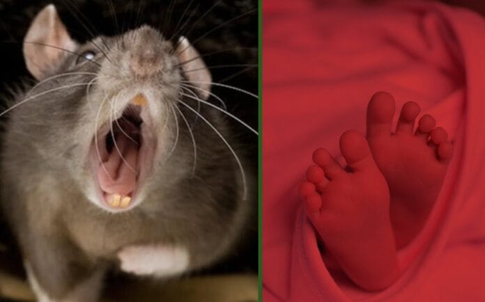 Nené casi es devorado vivo por ratas; tenía 50 mordeduras expuestas