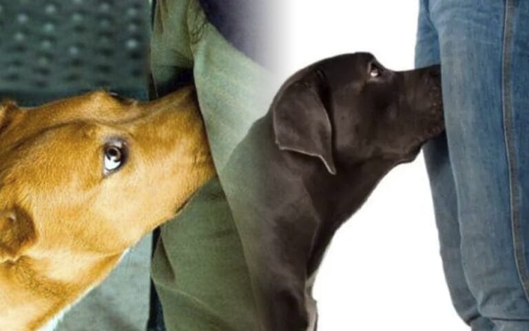 Por qué los perros olfatean la entrepierna