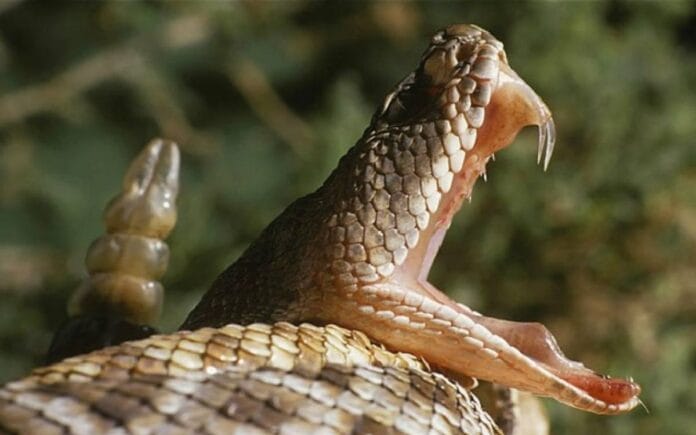 Serpiente de cascabel en Umán