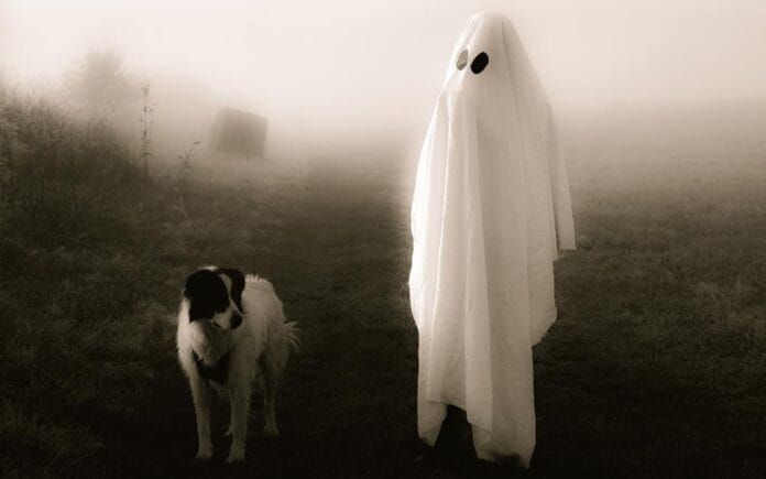 perro está viendo un fantasma