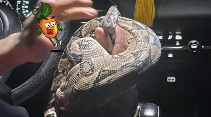 Hallan enorme serpiente en conocido centro comercial de Mérida