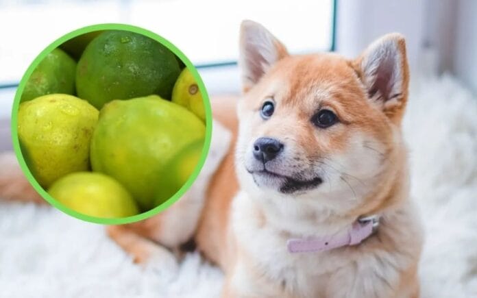 collar de limones en los perros
