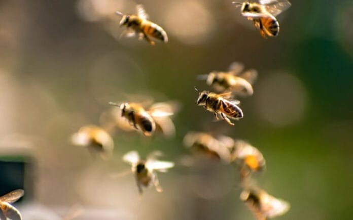 muere tras ataque abejas africanizadas