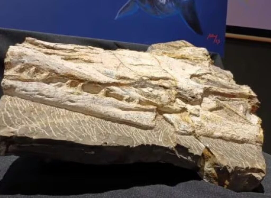 Hallan el fósil del primer mosasaurio mexicano en Nuevo León