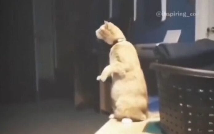 VIDEO. Captan momento en el que gatito se habría despedido de su amigo perruno fallecido