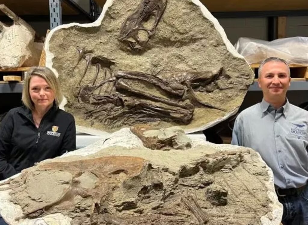 Hallan el fósil de un Tiranosaurio Rex con rastros de su última cena en su estomago
