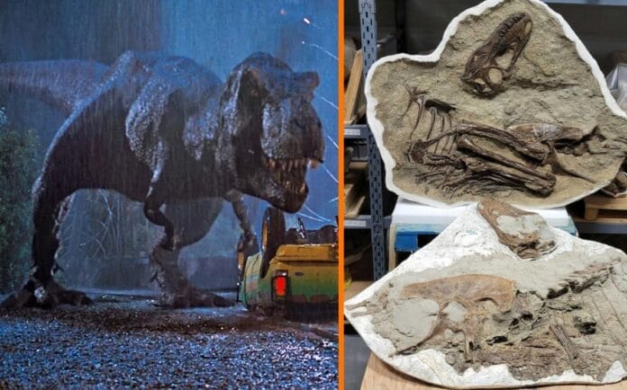 Hallan el fósil de un Tiranosaurio Rex con rastros de su última cena en su estomago