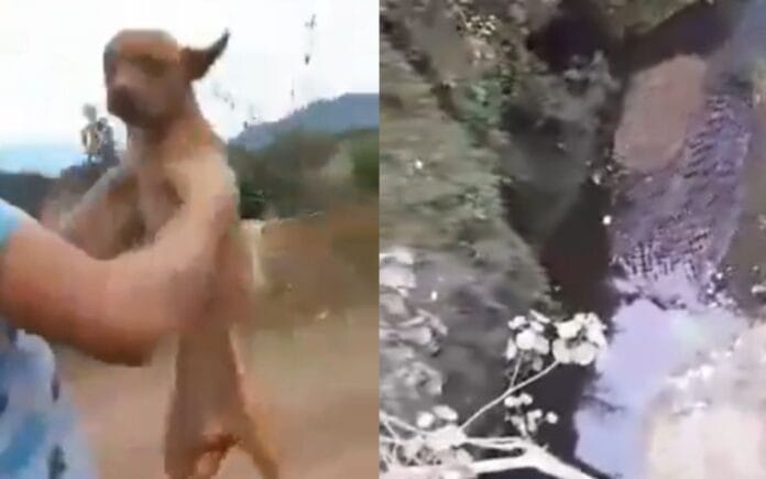 Jóvenes lanzan a perrito desde un puente y después le disparan (VIDEO)