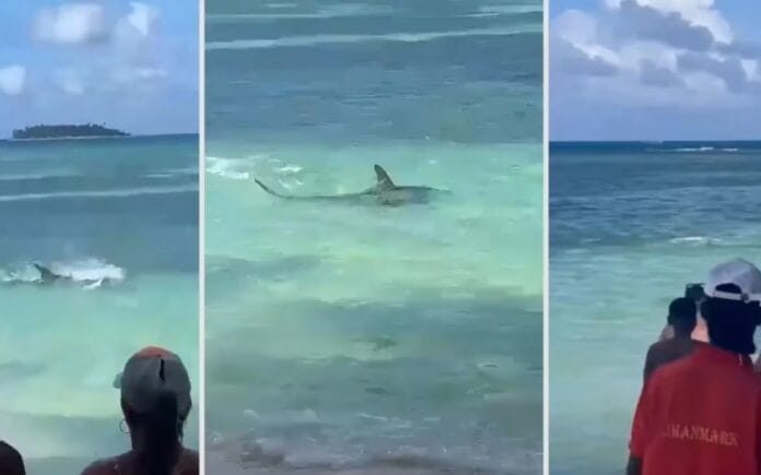 Bañistas son sorprendidos por hambriento tiburón; atacó y devoró a una mantarraya (VIDEO)