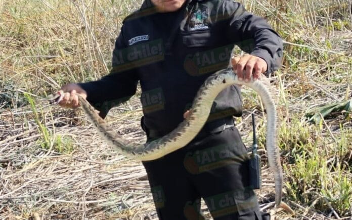 Chambeador se mete tremendo susto; se encontró con una serpiente de cascabel en Tizimín