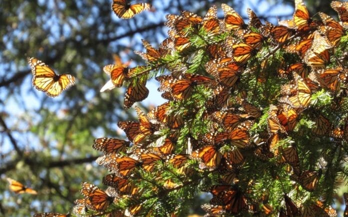 mariposas monarca en México