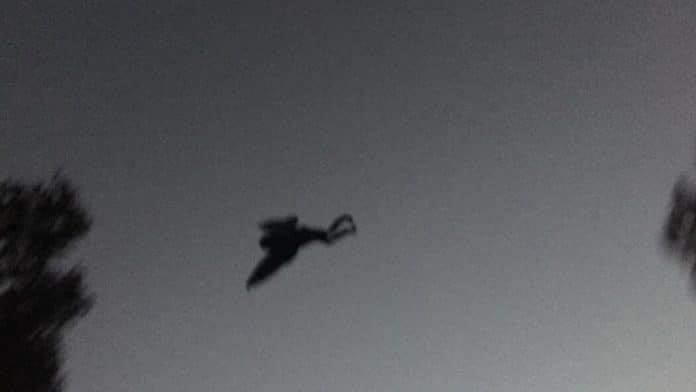 Captan extraña criatura en Veracruz: Señalan que podría ser Mothman o “el hombre pájaro” (FOTOS)