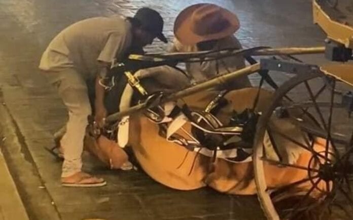 Denuncian en redes maltrato animal en Mérida; caballo calesero terminó en el suelo (FOTOS)