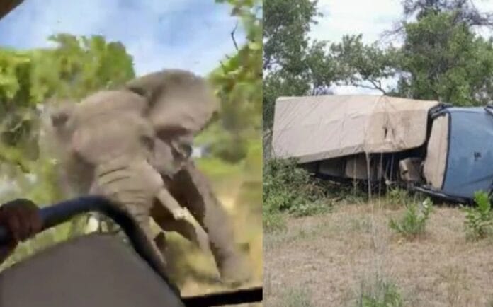 Abuelita muere tras haber sido embestida por un elefante (VIDEO)