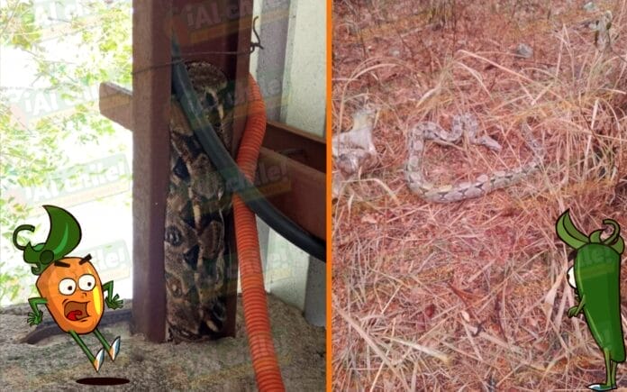 Rescatan y liberan a dos enormes serpientes; una la encontraron en una casa y otra se paseaba por Motul