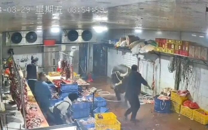 Vaca se libera y ataca a los empleados de un matadero