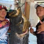 Gigantesca cherna es capturada por pescadores de Dzilam de Bravo