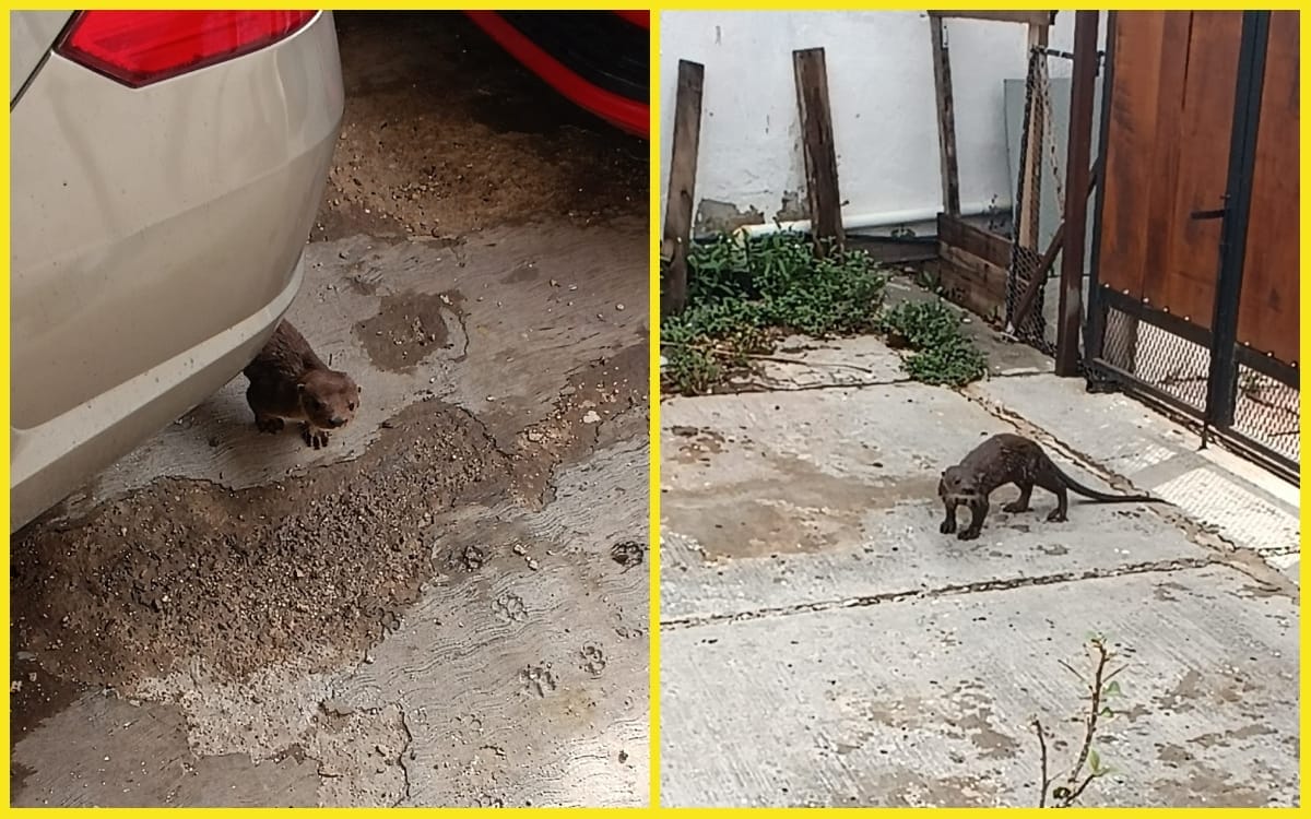 Yucatán. Encuentran una pequeña nutria en Mérida