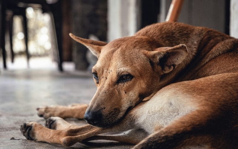 4 remedios caseros para quitar las garrapatas de mi perro