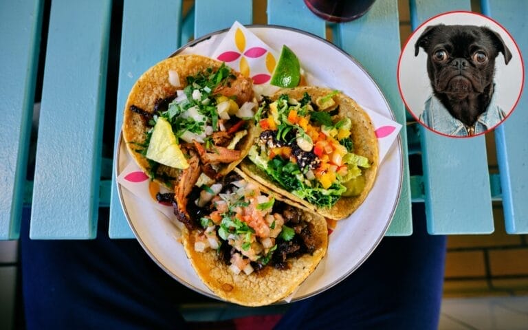 ¿Cómo identificar la carne de perro? Aquí te decimos para evitar los “Tacos de perro”