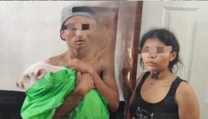 Pareja se roba mini pig y termina macheteando amenazas en Umán