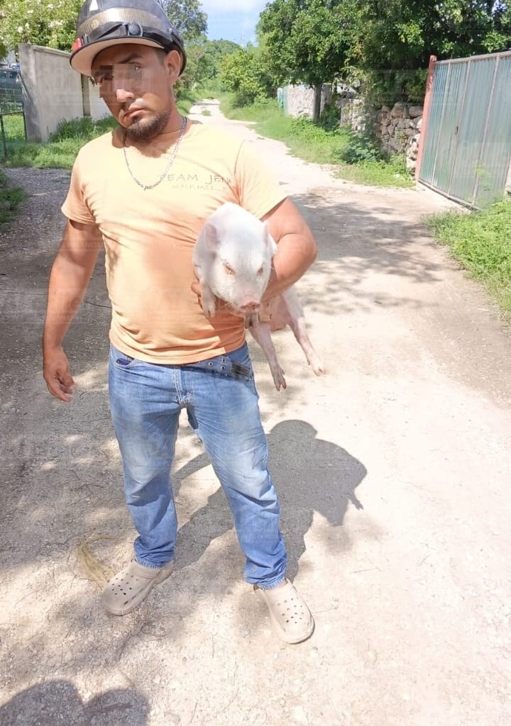Pareja se roba mini pig y termina macheteando amenazas en Umán