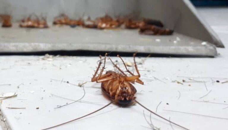 Esta mezcla de cocina elimina más del 80% de las cucarachas, según estudio científico