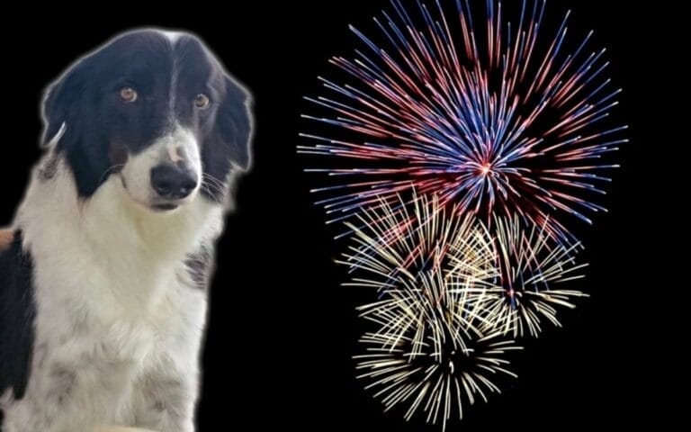 Perrito muere pirotecnia fuegos artificiales