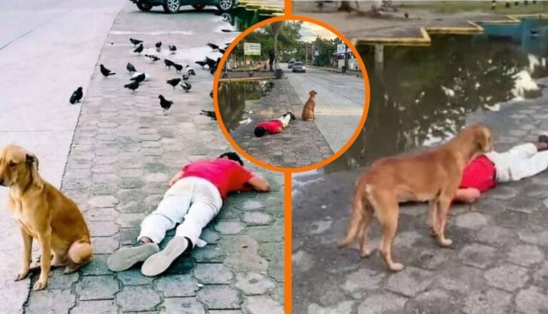 Amor perruno nivel Hachiko: perrito cuida a su dueño borracho que se quedó dormido en la calle toda la noche