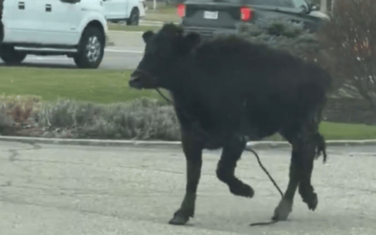 ¿Qué onda con la vaca? Animal irrumpe en restaurante y deja todo en video