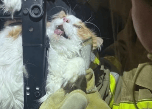 Dramón felino: minino se atoró en el sofá para evitar al veterinario