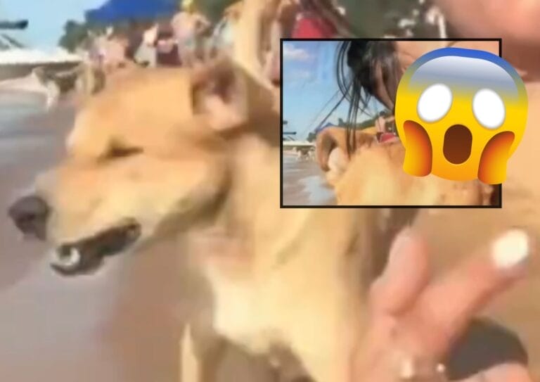 Perrito anda en la baba y se estrella en plena playa: ya es meme
