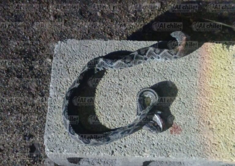 Una mujer fue atacada por una serpiente dentro de su vivienda y trasladada de urgencia al hospital