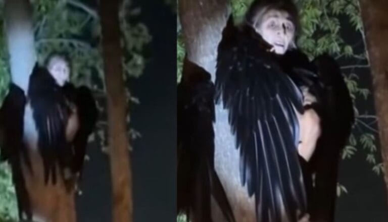 ¿Bruja o IA? Extraña criatura mitad mujer mitad ave se vuelve viral