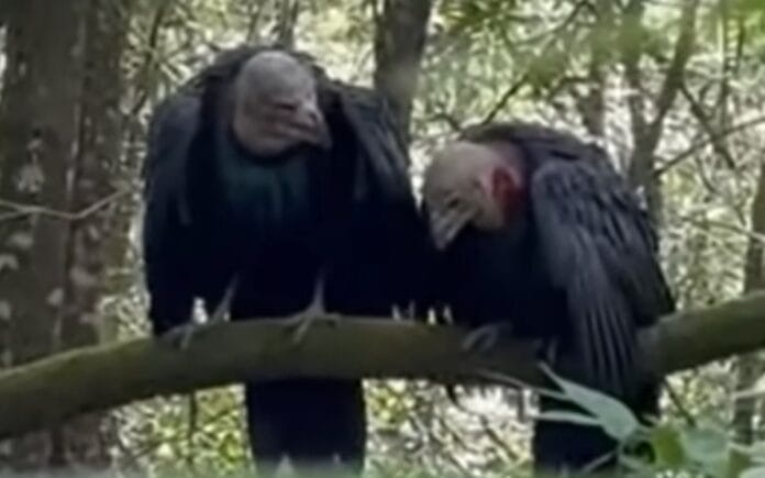 supuestas aves hablando en Catemaco