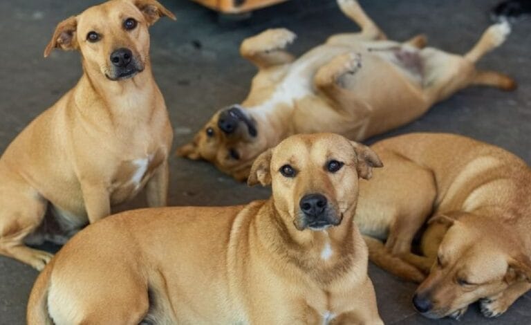 perro caramelo identidad mexicana raza