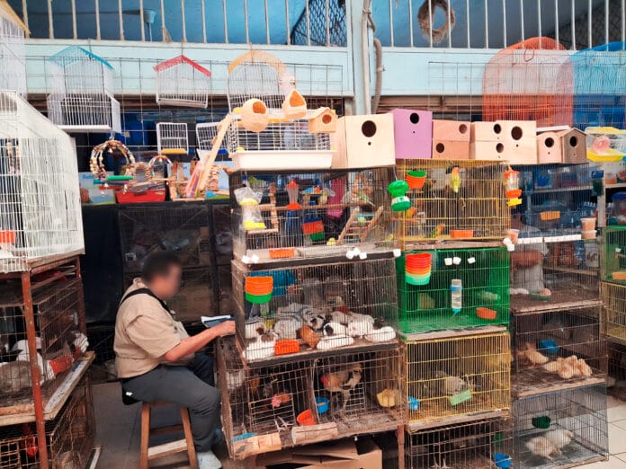 Profepa asegura animales silvestres vendidos “por debajo del agua”