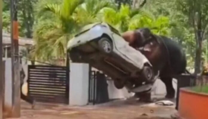 Elefante enloquece y arma tremendos destrozos en templo; deja un muerto