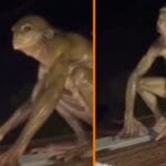 Captan supuesto reptiliano en techo de una casa de México y desata terror en redes (VIDEO)