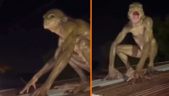 Captan supuesto reptiliano en techo de una casa de México y desata terror en redes (VIDEO)