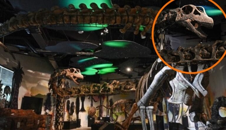 El “último titán”: descubren dinosaurio gigante que pesaba como nueve elefantes