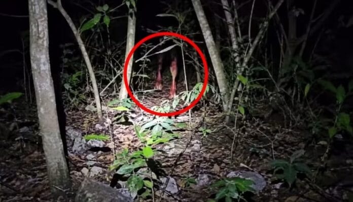 Captan supuesta aparición de un alux en la Reserva Cuxtal y desata terror en redes