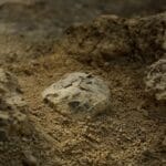 Descubren enorme cementerio de huevos de dinosaurio y conecta a Francia con la Patagonia